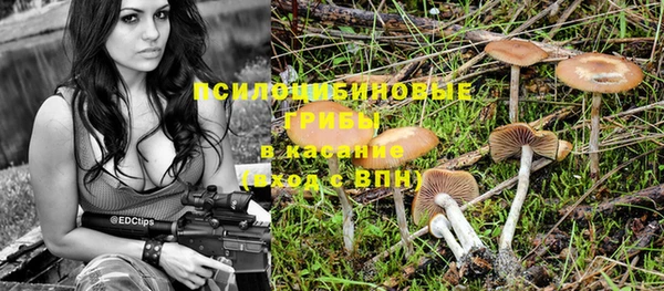 прущие грибы Богданович