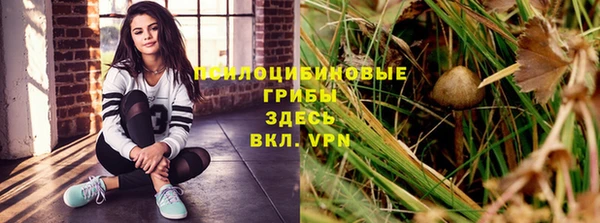 прущие грибы Богданович