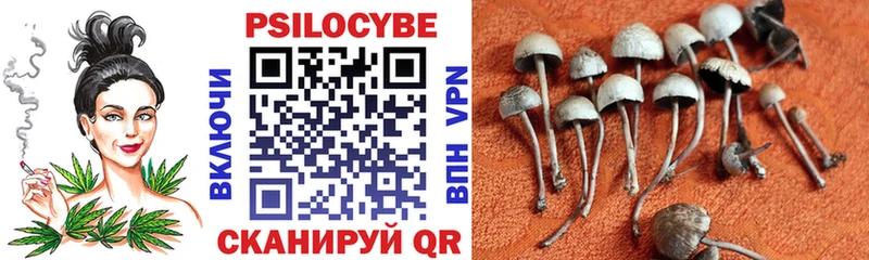 купить наркотик  Гаврилов-Ям  Галлюциногенные грибы Cubensis 
